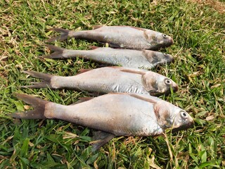 Rohu fish. It is a species of fish of the carp family. its other names rui fish, roho labeo, Labeo...