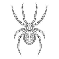 Spider Drawn in Doodle Style