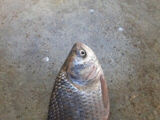 Rohu fish. It is a species of fish of the carp family. its other names rui fish, roho labeo, Labeo...