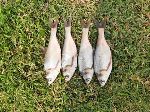 Rohu fish. It is a species of fish of the carp family. its other names rui fish, roho labeo, Labeo rohita.Its found in rivers in South Asia. It is a large omnivore and extensively used in aquaculture.
