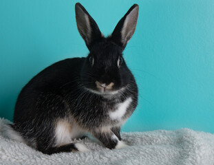 Black and white bunny rabbit portrait