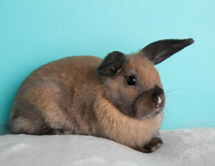 Fototapeta premium Brown baby bunny rabbit on blue background