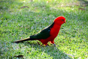 Male King Parrot