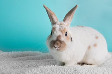 Brown and white bunny rabbit looking at camera