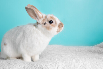 Brown and white bunny rabbit