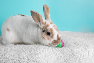 Brown and white bunny rabbit playing with a ball