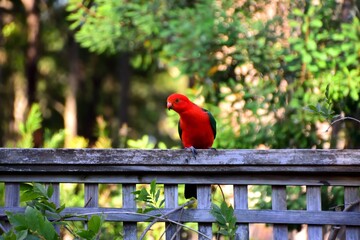 Male King Parrot