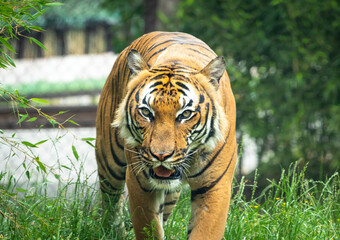 Fototapeta premium Malayan Tiger as zoo specimen in Knoxville Tennessee.