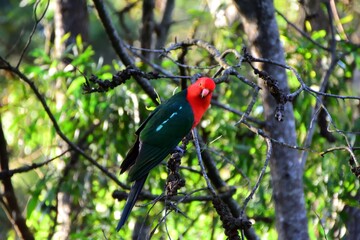 Male King Parrot