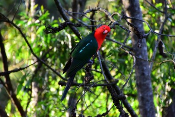 Male King Parrot