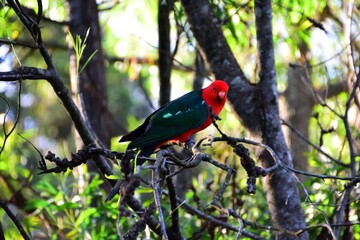 Male King Parrot