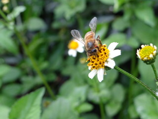 Abeja