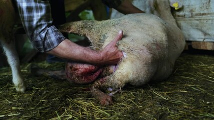 man gives birth to sheep. Livestock at farmland. Natural animal background in 4k resolution. mother sheep ewe gives birth to her lamb in a straw covered barn