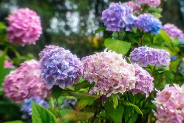 Obraz premium Colorful Hortensia flower blossoms in summer