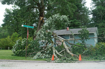 fallen tree in the storm in the yard