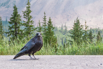 A black crow or raven looks at the camera as it stands on a paved parking area beside the forested shore of Bow Lake in Banff National Park, Alberta.