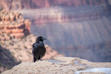 A black crow stands at the edge of a cliff at the Grand Canyon.