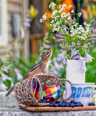 Chipmunk checks out tea time in the garden