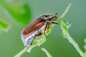 Cockchafer Melolontha May Beetle Bug Insect Macro