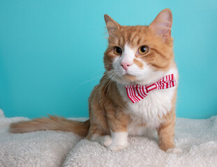 White and orange cat wearing red striped bow tie sitting down portrait