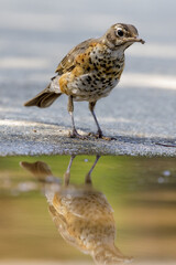 Thirsty American Robin Juvenile near puddle of water in summer. Santa Clara County, California, USA.