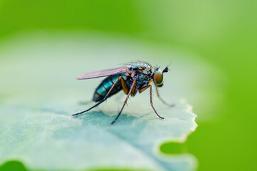 Exotic Tropical Drosophila Fruit Fly Diptera Parasite Insect on Plant Leaf Macro Close-up