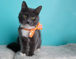 White and grey cat wearing orange and pink bow tie sitting down portrait