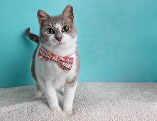 Grey and white cat wearing a pink flower bow tie standing