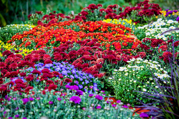 Colorful fall mums in a colorful garden