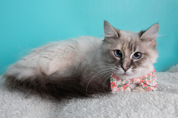 White tortoiseshell cat with blue eyes wearing pink flower bow tie