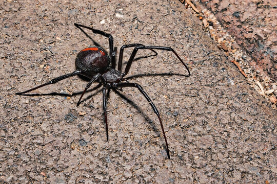 The Redback Spider