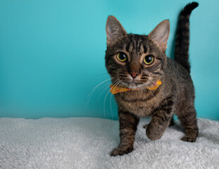 Tabby cat portrait wearing orange flower bow tie