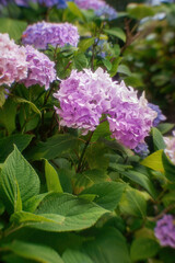 Colorful Hortensia flower blossoms in summer