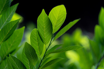 tree green leaves in nature
