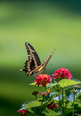 emporor swallowtail butterfly in a garden