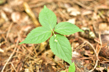 地面から出た小さな木の芽