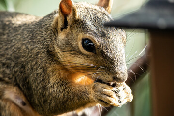 Close Up Squirrel 