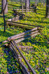 field of spring aconites and a wood log fence