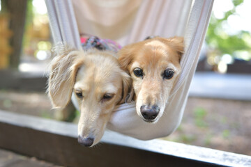 ハンモックに乗る犬