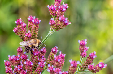 bee pollinating flowers in a summery garden in Michigan USA