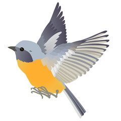 かわいい野鳥ジョウビタキ（オス）のはばたく ベクターイラスト 