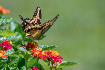 mocker swallowtail moth on a pretty flowering plant