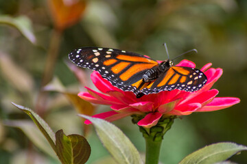Monarch butterfly on a flower throne