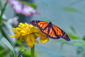 monarch butterfly with flowers on a summers day