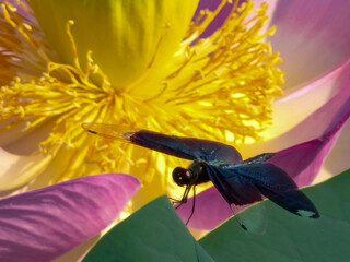 ハスの花とチョウトンボ