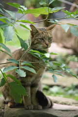 Europäische Wildkatze (Felis silvestris silvestris) , junges weibliches Exemplar, lauert abwartend...