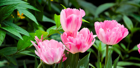 pink tulips in a spring garden