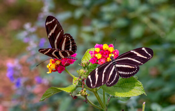 Pair of zebra long wing butterfly’s in a summer garden