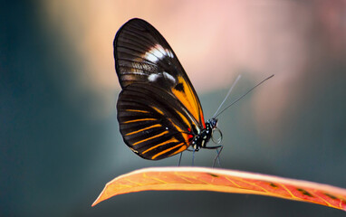 small postman butterfly up close on a leaf