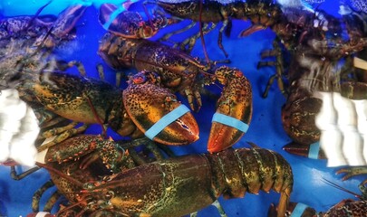 lobster on a market stall